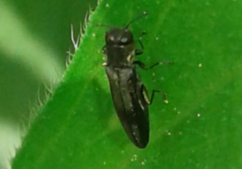 Buprestidae : Agrilus da ID